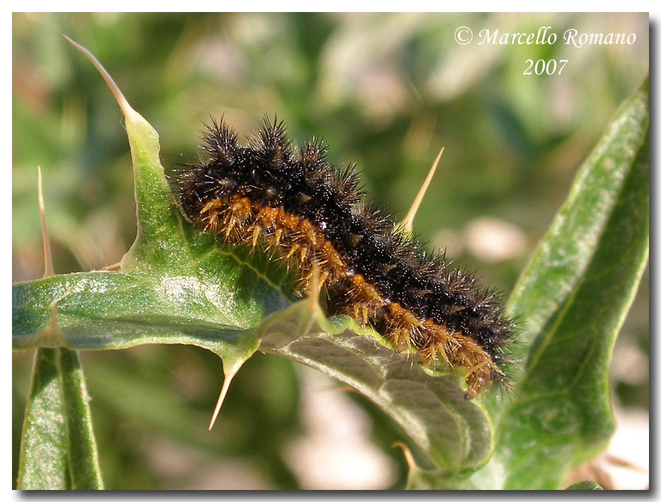 Bruco, crisalide e adulti di Melitaea aetherie (Nymphalidae)